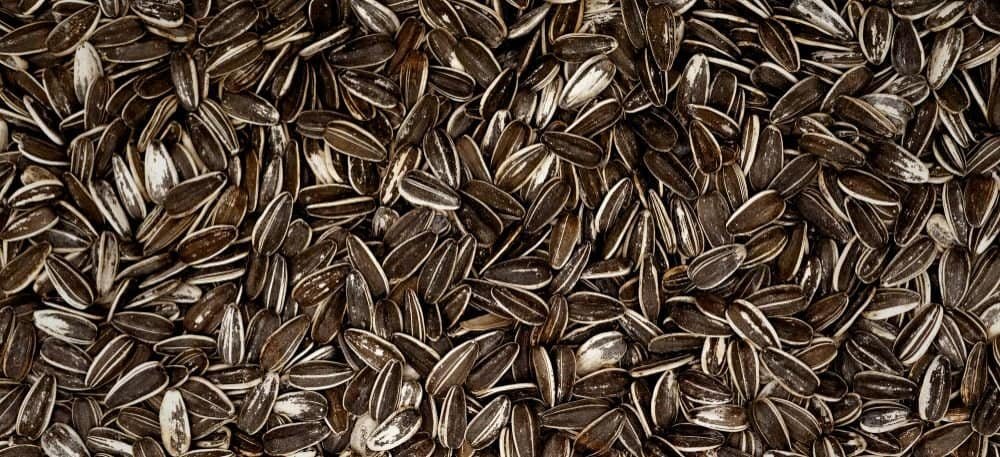 zonnebloempitten