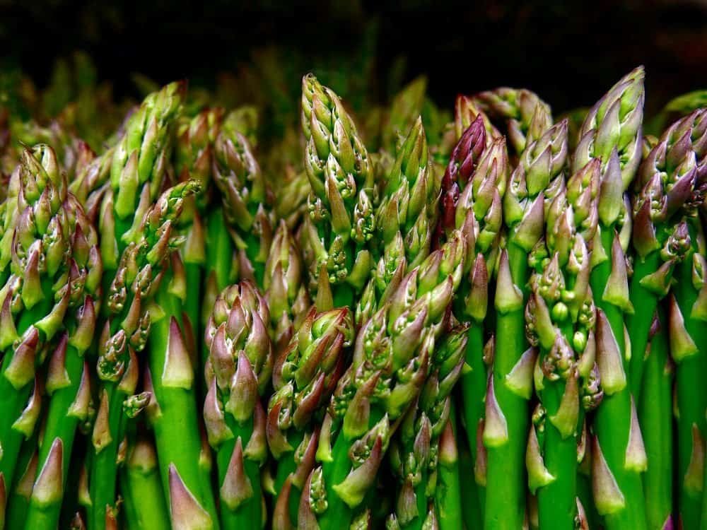 close up van asperges plant