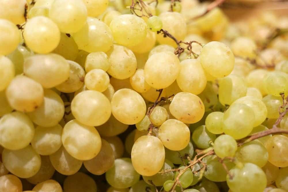 witte druiven